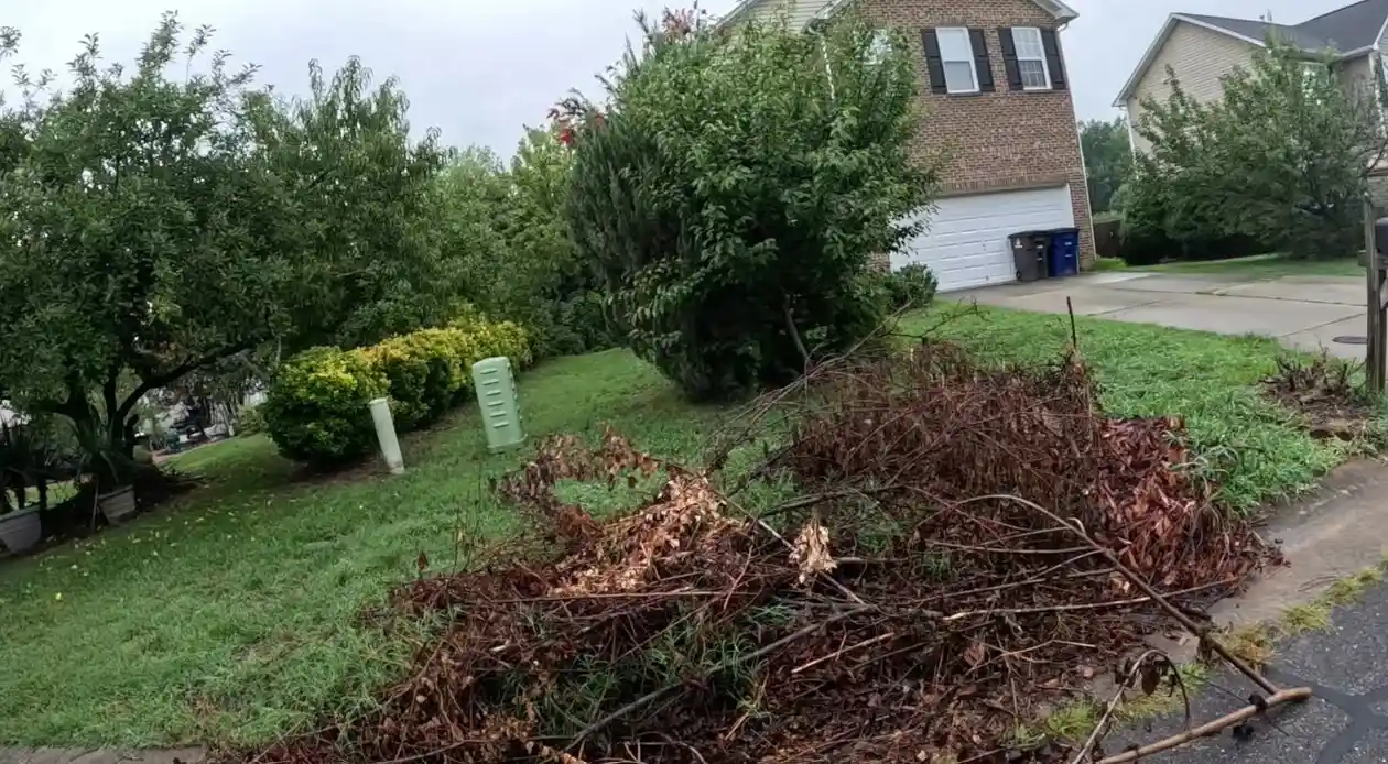 Hedge trimming and yard debris pile before removal in Miami